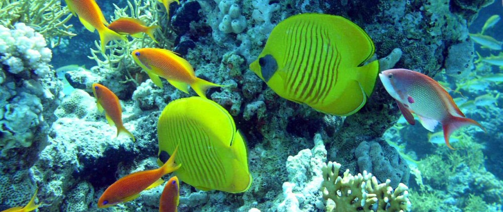 Sharm-El-Sheikh