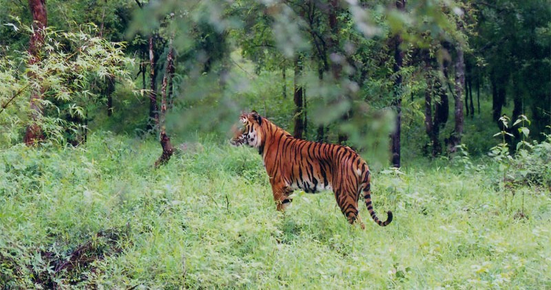 royal-bengal-tiger-india
